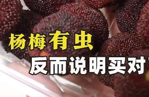 杨梅小虫